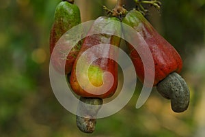 Ripe cashew fruit