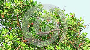 Ripe Cashew Nuts in Tree Branch