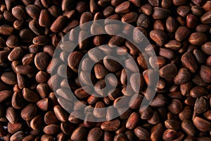 Ripe cedar pine nuts texture background