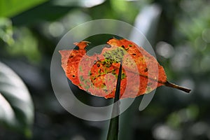 A ripe Ceylon olive leaf has fallen and become attached on a pineapple leaf tip