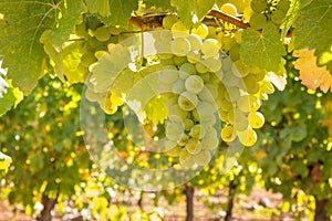 Ripe chardonnay grapes hanging on vine in vineyard at harvest time with blurred background and copy space