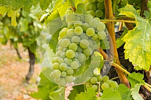 Ripe chardonnay grapes on vine in organic vineyard at harvest time