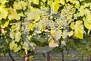 Ripe Chardonnay grapes on vine in vineyard at harvest time