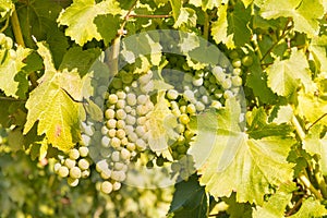 Ripe chardonnay grapes on vine in vineyard at harvest time