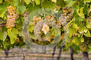 Ripe chardonnay grapes in vineyard