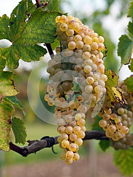 Ripe Chenin grape, Savenniere, France