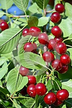 Ripe cherries