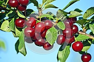 Ripe cherries