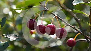 Ripe cherries on the branch