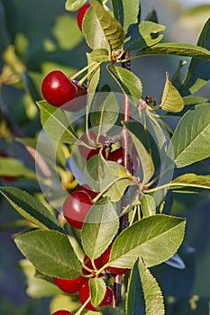 Ripe Cherries on The Branch