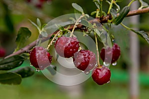 Ripe cherries on a branch with drops of water after rain sunny day