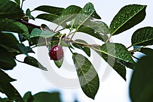 Ripe cherries on the branch after the rain. against the backdrop of foliage