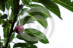 Ripe cherries on the branch after the rain against the backdrop of foliage