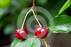 ripe cherries on cherry tree