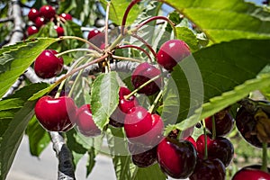 Ripe cherries on the tree photo