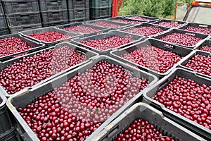 Ripe cherries in crates