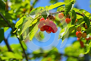 Ripe cherries on green branches against blue sky