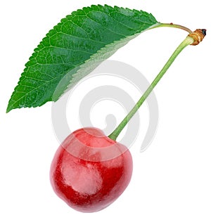 Ripe cherries with green leaf