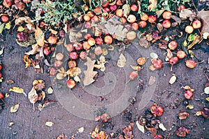 Ripe cherries on the ground from a nearby cherry tree, some are squished photo