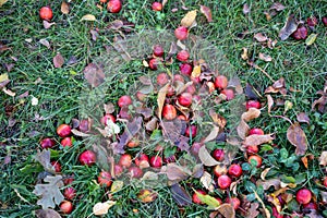 Ripe cherries on the ground from a nearby cherry tree, some are squished