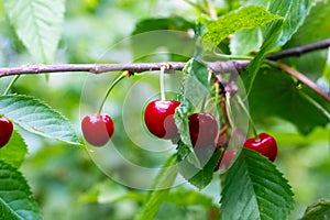 Ripe cherries hang on a cherry tree branch, close-up. Fruit tree growing in organic cherry orchard on a sunny day