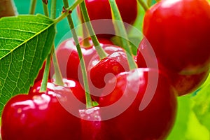 Ripe cherries hang on a cherry tree branch, close-up. Fruit tree growing in organic cherry orchard on a sunny day. Macro