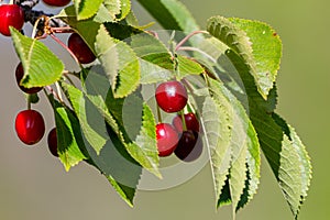 Ripe cherries hanging from a cherry tree branch