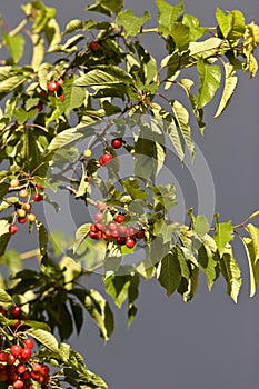 Ripe cherries hanging on a tree