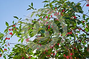 Ripe cherries harvest of a fruitful tree