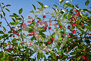Ripe cherries harvest of a fruitful tree