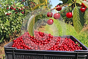 Picking cherries in the orchard