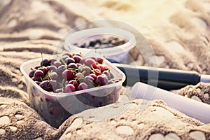Ripe cherries in a plastic container on a plaid on a sunny day. Picnic. . Bokeh