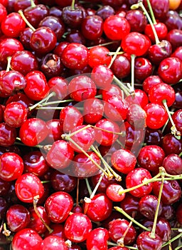 Ripe cherries with stalks.