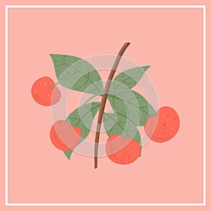 Ripe cherries. Sweet cherry berry on branch with leaves vector hand drawn illustration on red background