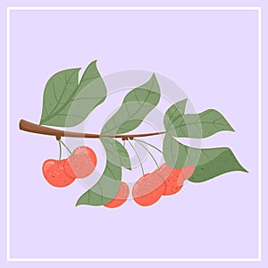 Ripe cherries. Sweet cherry berry on branch with leaves vector hand drawn illustration on violet background