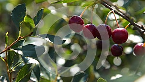 Ripe cherries on tree branch