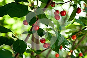 Ripe cherries on a tree branch