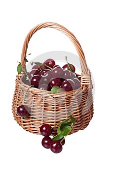 Ripe cherries in a wattled basket