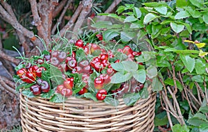 Ripe cherries in a wicker basket. Harvesting cherries.