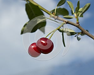 Ripe cherry