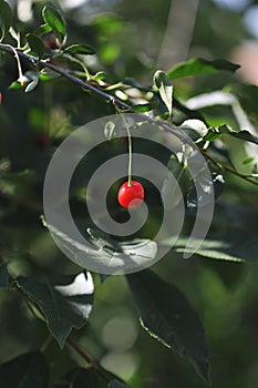 Ripe cherry