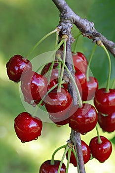 Ripe Cherry Branch