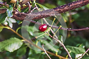 Ripe cherry on a branch close-up