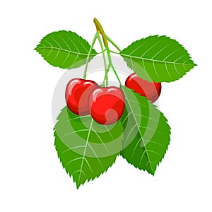 Ripe cherry fruits on branch