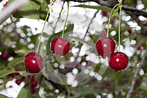 Cherries on the tree after the rain