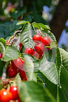 Ripe cherry fruits on the tree on blue sky background