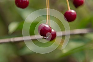 Ripe cherry fruits on a tree branch.