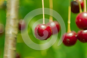 Ripe cherry fruits on a tree branch.