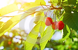 Ripe cherry on a green branch in sunlight