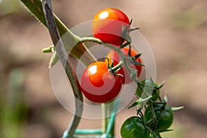 Ripe cherry organic tomatoes in garden ready to harvest. Homegrown tomato on plant in garden. Ripe tomatoes on the vine. Growth